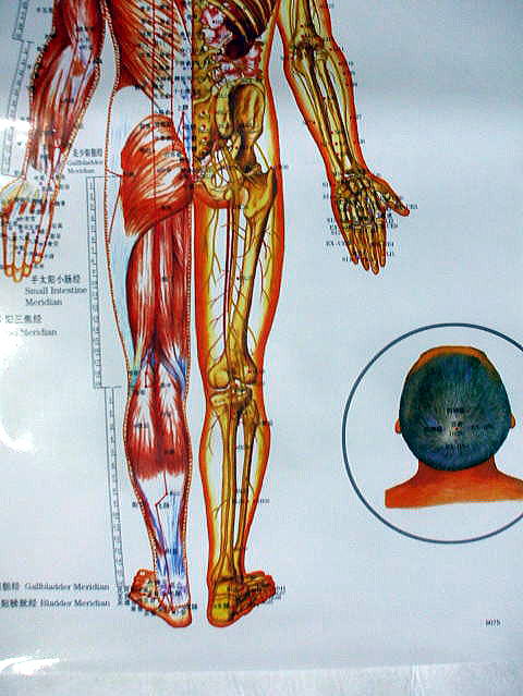 人体经络　穴位図　背部図